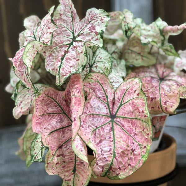 CALADIUM HEART TO HEART SPLASH OF WINE FANCY LEAF CALADIUM