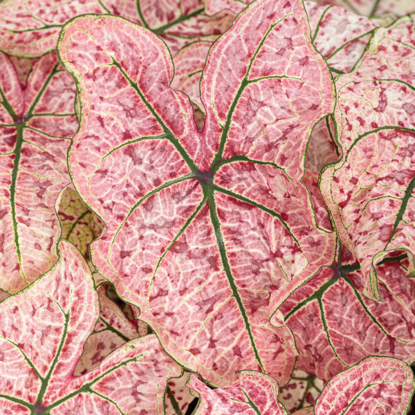 CALADIUM HEART TO HEART SPLASH OF WINE FANCY LEAF CALADIUM