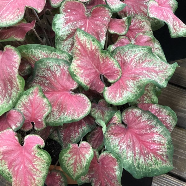 CALADIUM HEART TO HEART TICKLE ME PINK STRAP LEAF CALADIUM