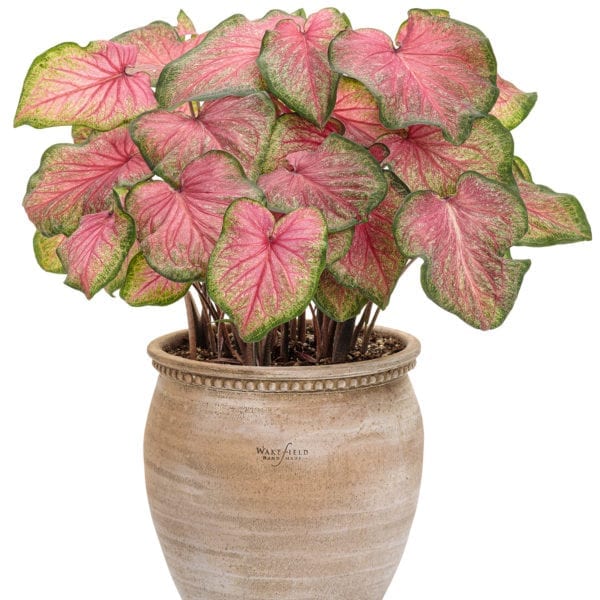 CALADIUM HEART TO HEART TICKLE ME PINK STRAP LEAF CALADIUM