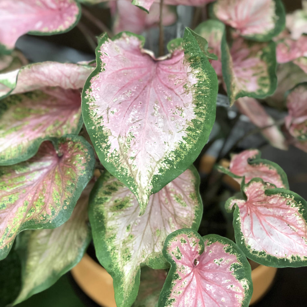 CALADIUM HEART TO HEART VA VA VIOLET STRAP LEAF CALADIUM