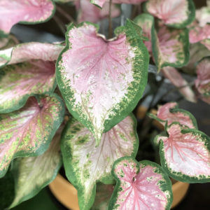 CALADIUM HEART TO HEART VA VA VIOLET STRAP LEAF CALADIUM