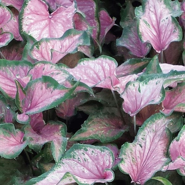 CALADIUM HEART TO HEART VA VA VIOLET STRAP LEAF CALADIUM