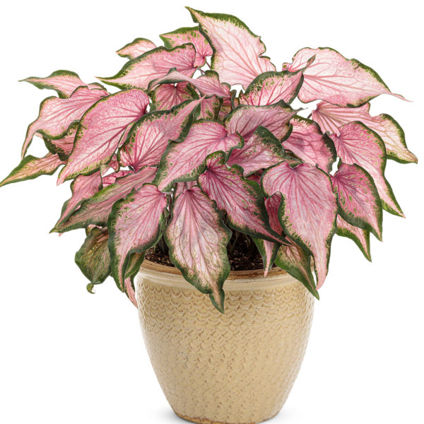 CALADIUM HEART TO HEART VA VA VIOLET STRAP LEAF CALADIUM