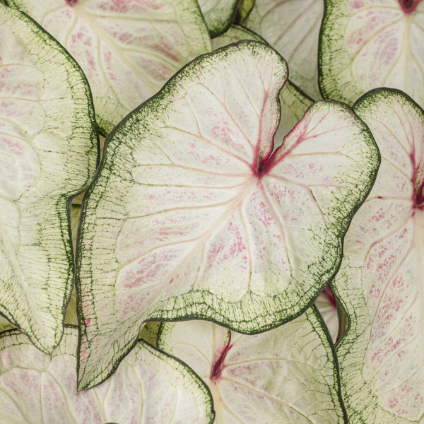 CALADIUM HEART TO HEART WHITE WONDER STRAP LEAF CALADIUM