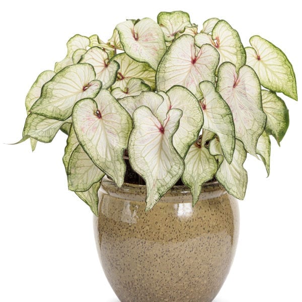 CALADIUM HEART TO HEART WHITE WONDER STRAP LEAF CALADIUM