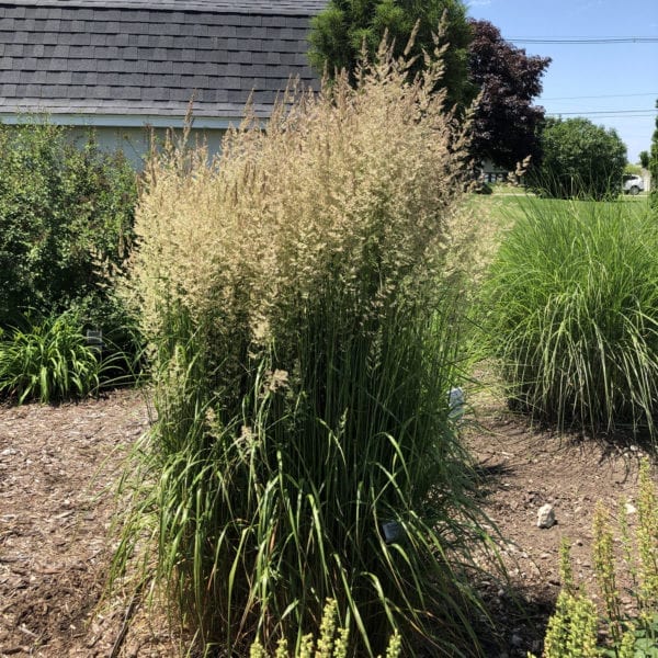 CALAMAGROSTIS KARL FOERSTER FEATHER REED GRASS