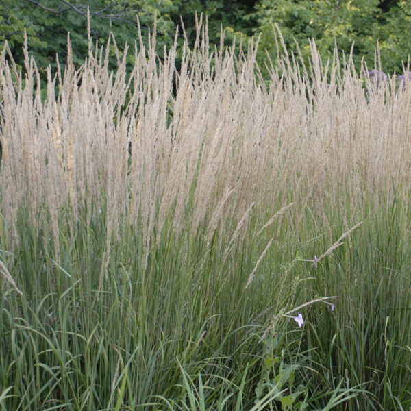 CALAMAGROSTIS KARL FOERSTER FEATHER REED GRASS