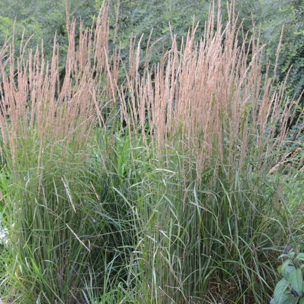 CALAMAGROSTIS KARL FOERSTER FEATHER REED GRASS