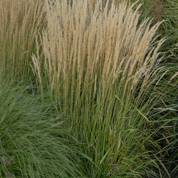 CALAMAGROSTIS KARL FOERSTER FEATHER REED GRASS