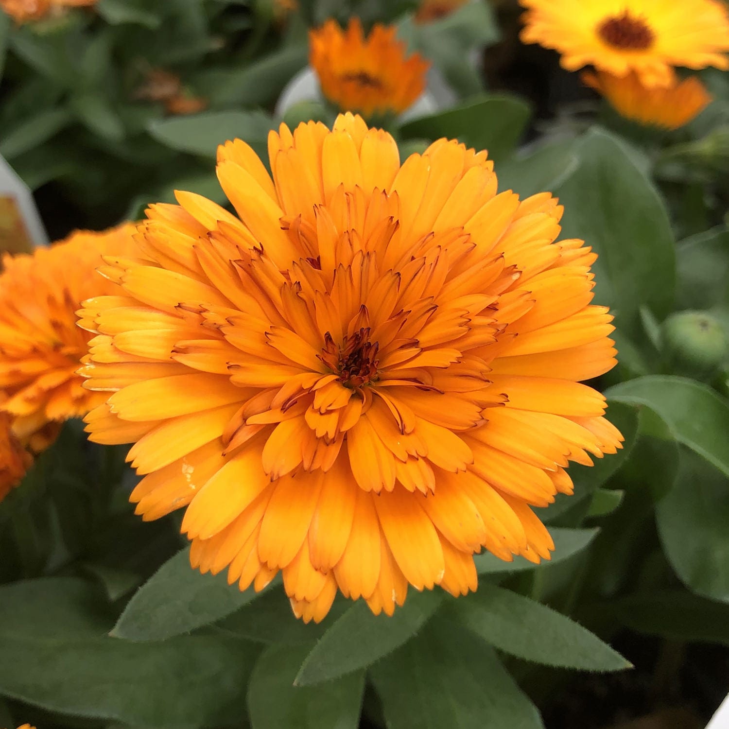 PROVEN WINNERS 4.25 in. Grande Orange Flowers Lady Godiva Orange English  Marigold Calendula Live Plants (8-Pack) CLNPRW1017528 - The Home Depot