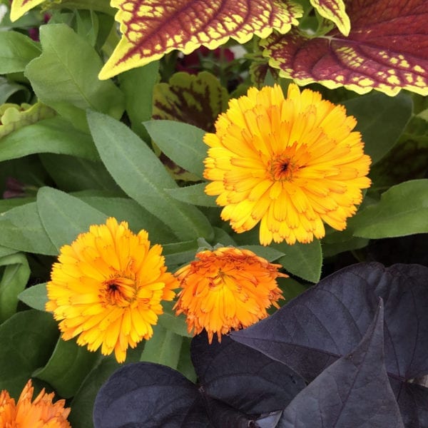 CALENDULA LADY GODIVA ORANGE ENGLISH MARIGOLD