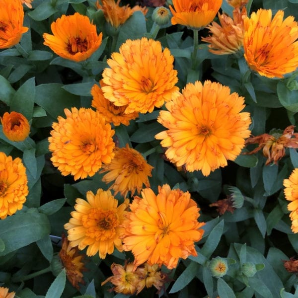 CALENDULA LADY GODIVA ORANGE ENGLISH MARIGOLD