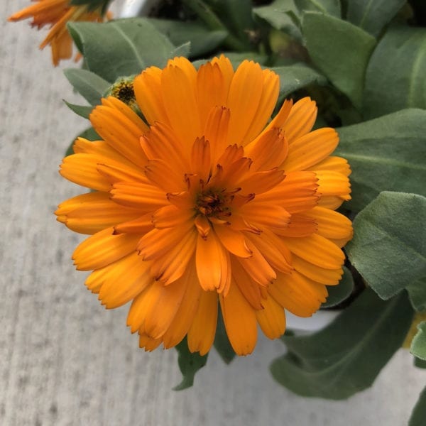 CALENDULA LADY GODIVA ORANGE ENGLISH MARIGOLD