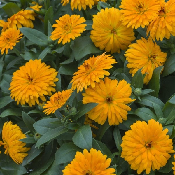 CALENDULA LADY GODIVA ORANGE ENGLISH MARIGOLD