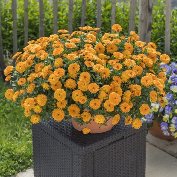 CALENDULA LADY GODIVA ORANGE ENGLISH MARIGOLD