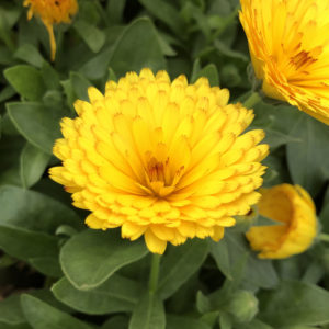 CALENDULA LADY GODIVA YELLOW ENGLISH MARIGOLD