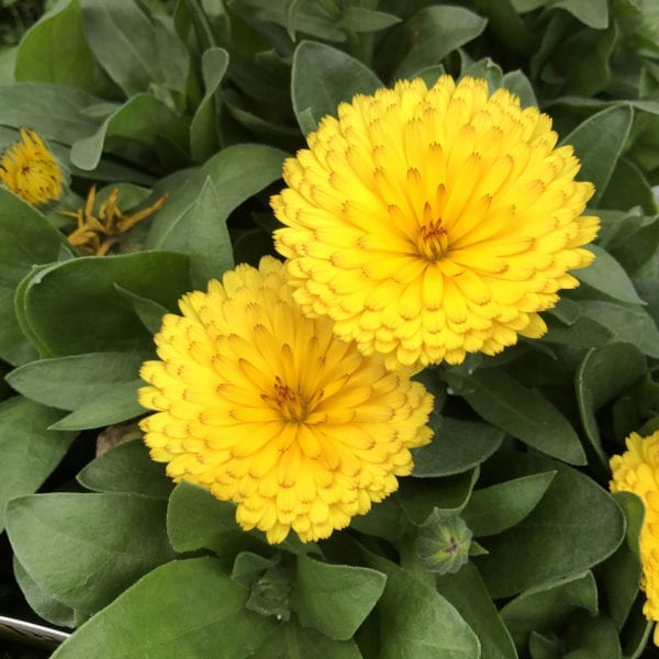 CALENDULA LADY GODIVA YELLOW ENGLISH MARIGOLD