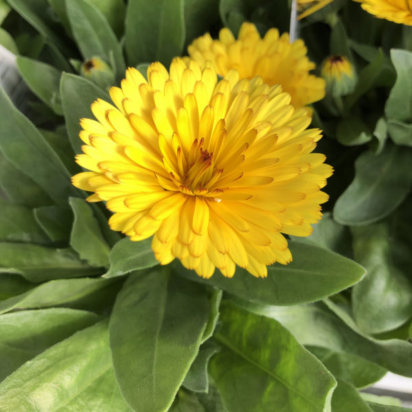 CALENDULA LADY GODIVA YELLOW ENGLISH MARIGOLD