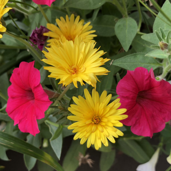 CALENDULA LADY GODIVA YELLOW ENGLISH MARIGOLD