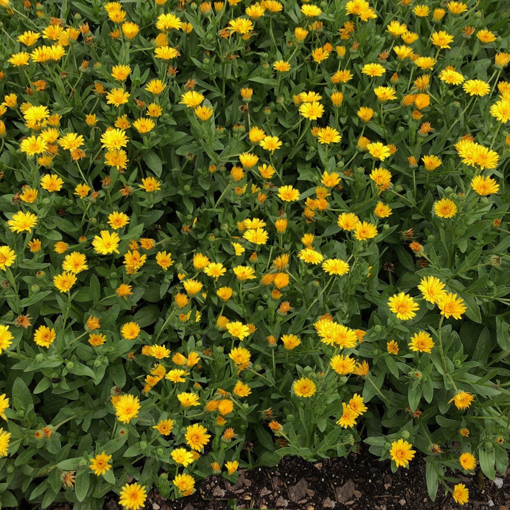 LADY GODIVA® Yellow Calendula Garden Crossings
