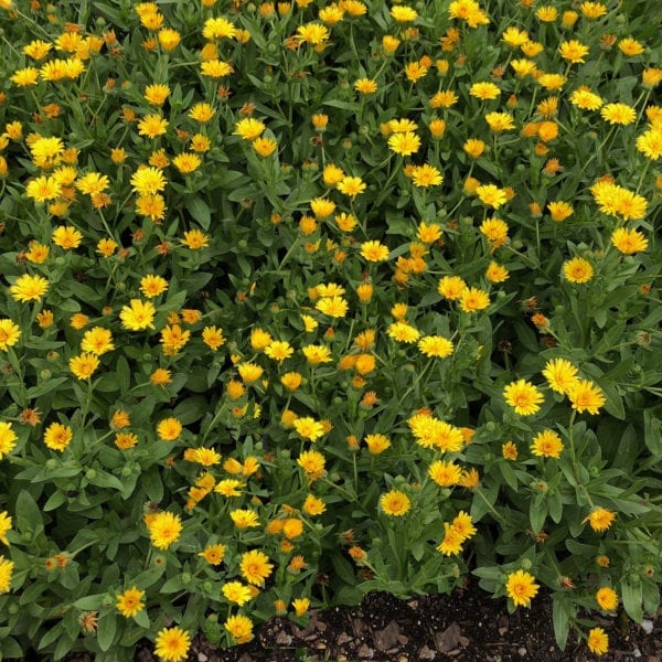 CALENDULA LADY GODIVA YELLOW ENGLISH MARIGOLD