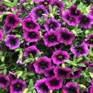 CALIBRACHOA SUPERBELLS BLACKCURRANT PUNCH MILLIONBELLS