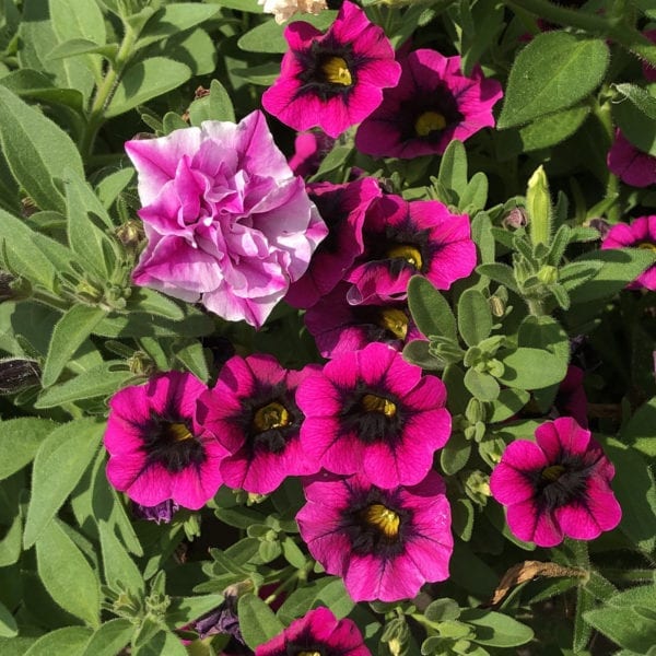 CALIBRACHOA SUPERBELLS BLACKCURRANT PUNCH MILLIONBELLS