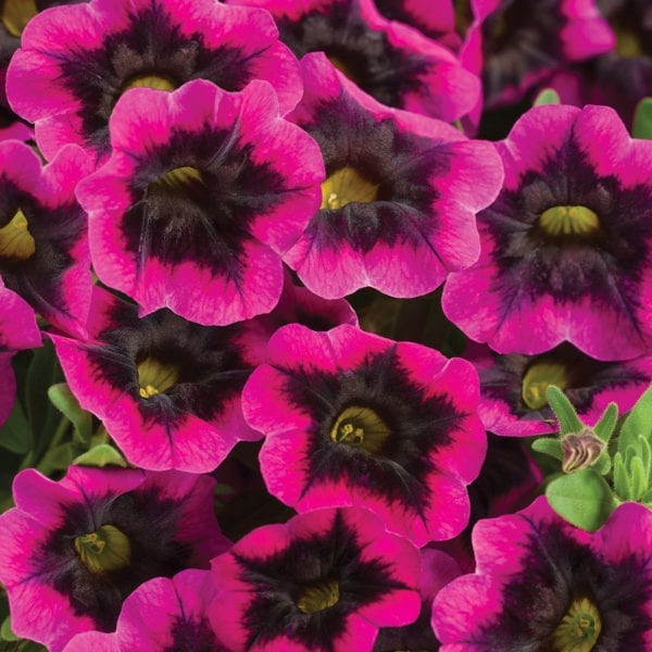 CALIBRACHOA SUPERBELLS BLACKCURRANT PUNCH MILLIONBELLS