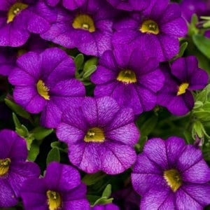 CALIBRACHOA SUPERBELLS BLUE MILLIONBELLS