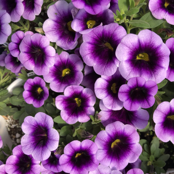 CALIBRACHOA SUPERBELLS BLUE MOON PUNCH MILLIONBELLS