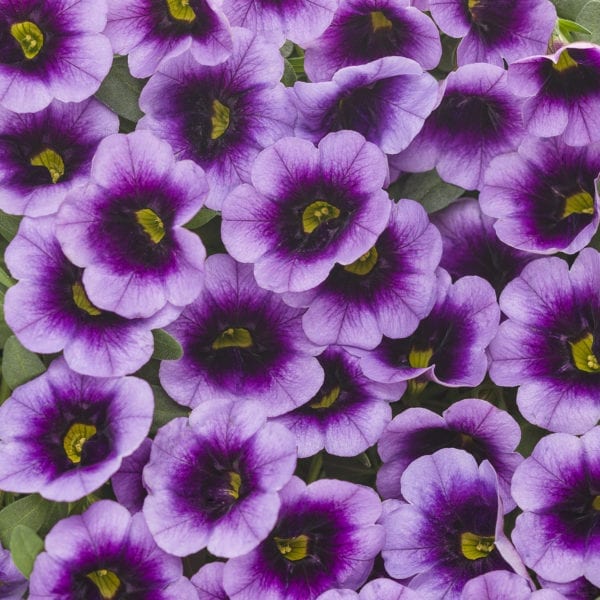 CALIBRACHOA SUPERBELLS BLUE MOON PUNCH MILLIONBELLS