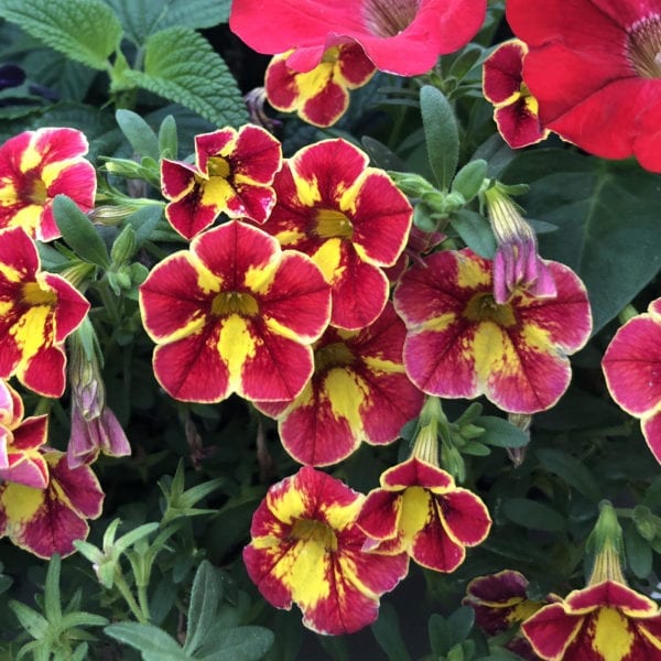 CALIBRACHOA SUPERBELLS CARDINAL STAR MILLIONBELLS