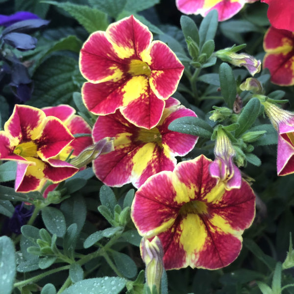 CALIBRACHOA SUPERBELLS CARDINAL STAR MILLIONBELLS