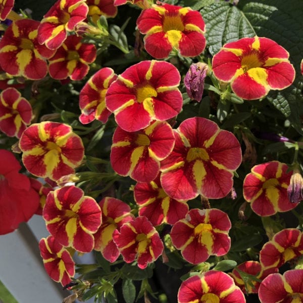 CALIBRACHOA SUPERBELLS CARDINAL STAR MILLIONBELLS