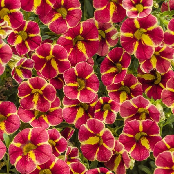 CALIBRACHOA SUPERBELLS CARDINAL STAR MILLIONBELLS