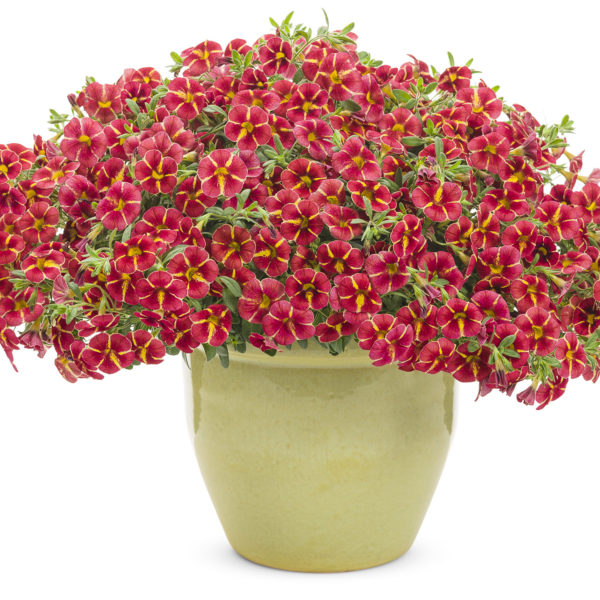 CALIBRACHOA SUPERBELLS CARDINAL STAR MILLIONBELLS