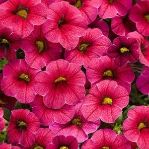 CALIBRACHOA SUPERBELLS CHERRY RED MILLIONBELLS