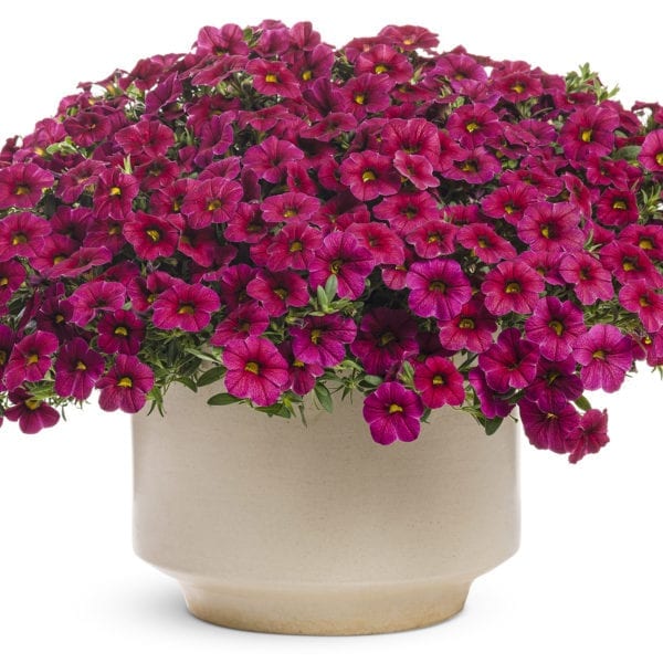 CALIBRACHOA SUPERBELLS CHERRY RED MILLIONBELLS