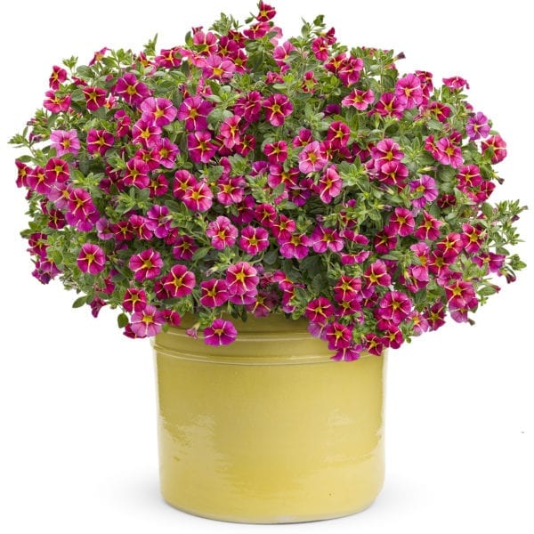 CALIBRACHOA SUPERBELLS CHERRY STAR MILLIONBELLS