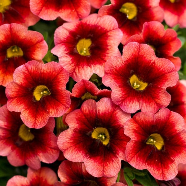 CALIBRACHOA SUPERBELLS CORALBERRY PUNCH MILLIONBELLS