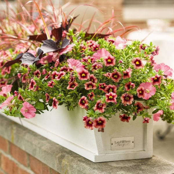 CALIBRACHOA SUPERBELLS CORALBERRY PUNCH MILLIONBELLS