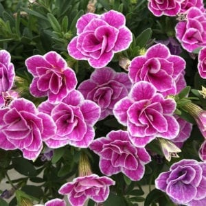 CALIBRACHOA SUPERBELLS DOUBLETTE LOVE SWEPT MILLIONBELLS