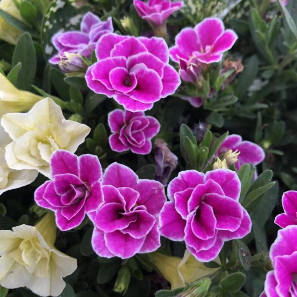 CALIBRACHOA SUPERBELLS DOUBLETTE LOVE SWEPT MILLIONBELLS