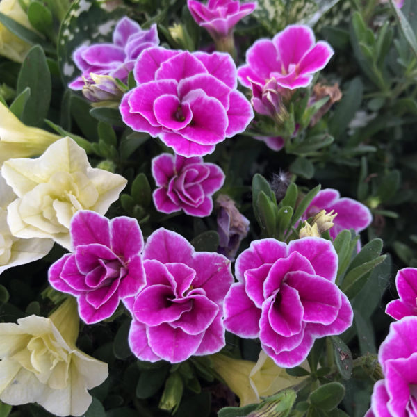 CALIBRACHOA SUPERBELLS DOUBLETTE LOVE SWEPT MILLIONBELLS