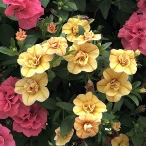 CALIBRACHOA SUPERBELLS DOUBLE AMBER MILLIONBELLS