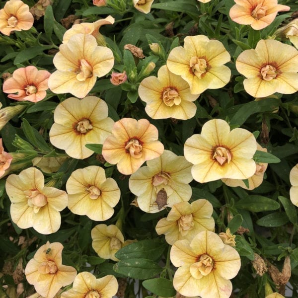 CALIBRACHOA SUPERBELLS DOUBLE AMBER MILLIONBELLS