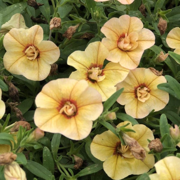 CALIBRACHOA SUPERBELLS DOUBLE AMBER MILLIONBELLS