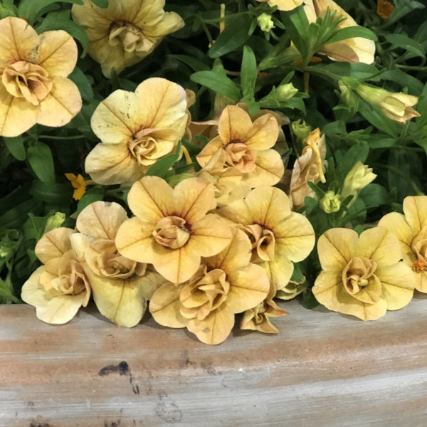 CALIBRACHOA SUPERBELLS DOUBLE AMBER MILLIONBELLS