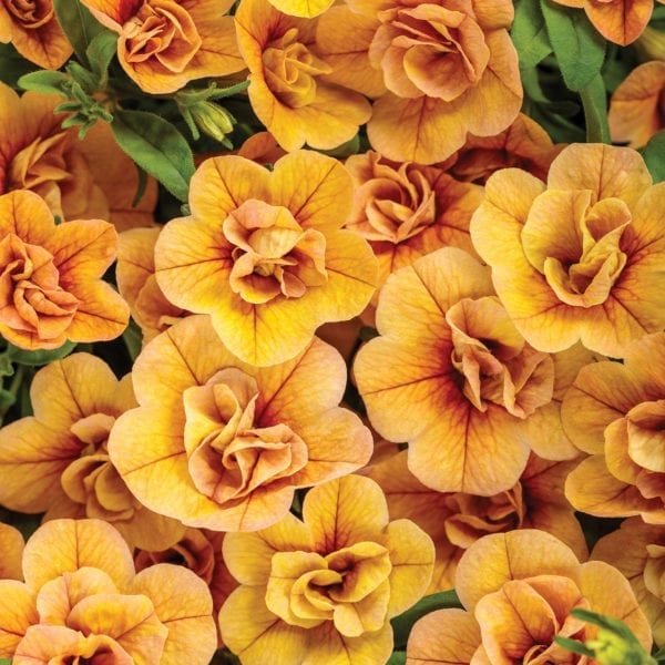 CALIBRACHOA SUPERBELLS DOUBLE AMBER MILLIONBELLS